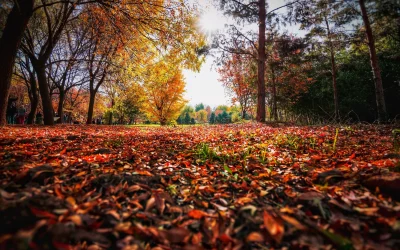 Cuando se acerca el otoño